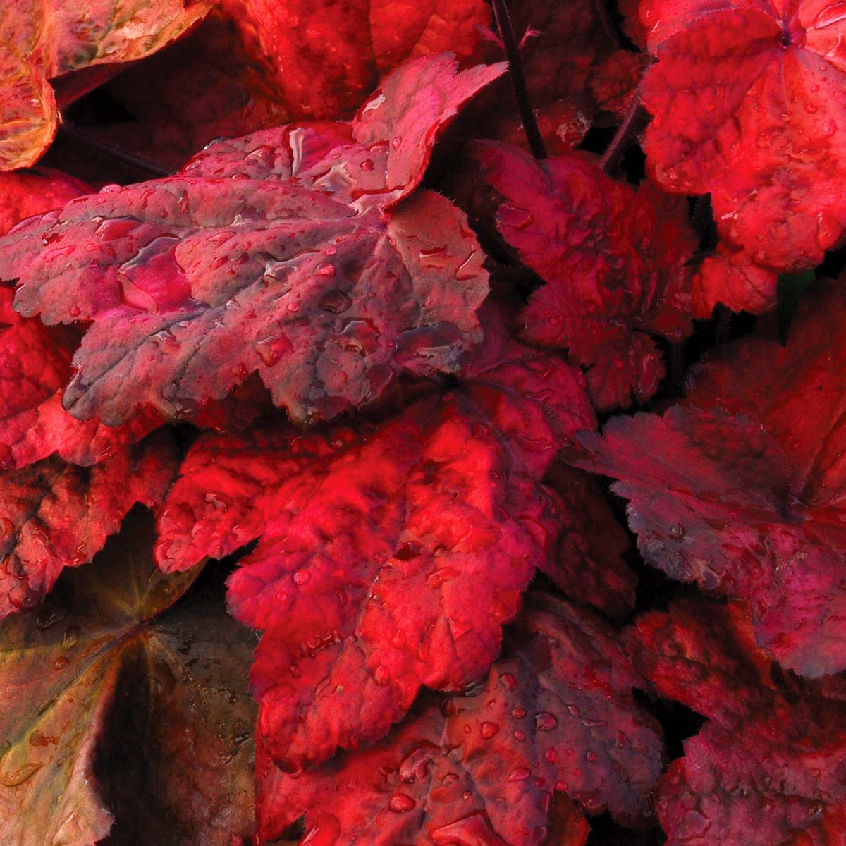 Autumn Leaves' Heuchera | Creekside Champions™ - Image 5