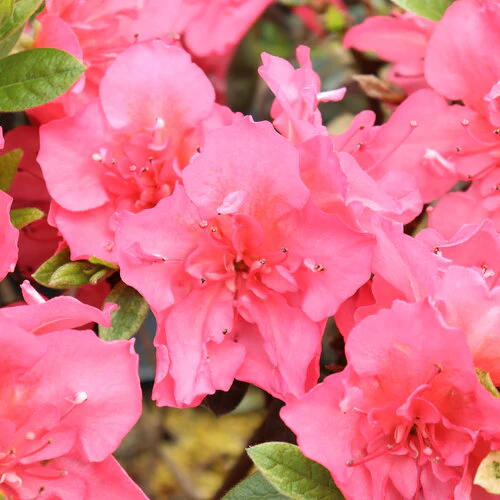 Perfecto Mundo Epic Coral® Reblooming Azalea | Proven Winners®