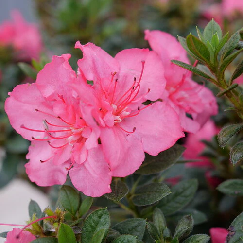 Perfecto Mundo Epic Coral® Reblooming Azalea | Proven Winners® - Image 2