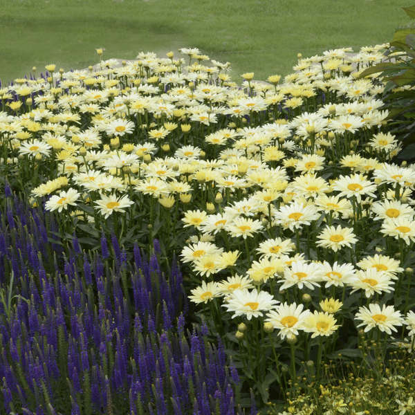 Amazing Daisies® 'Banana Cream II' Shasta Daisy - Image 3