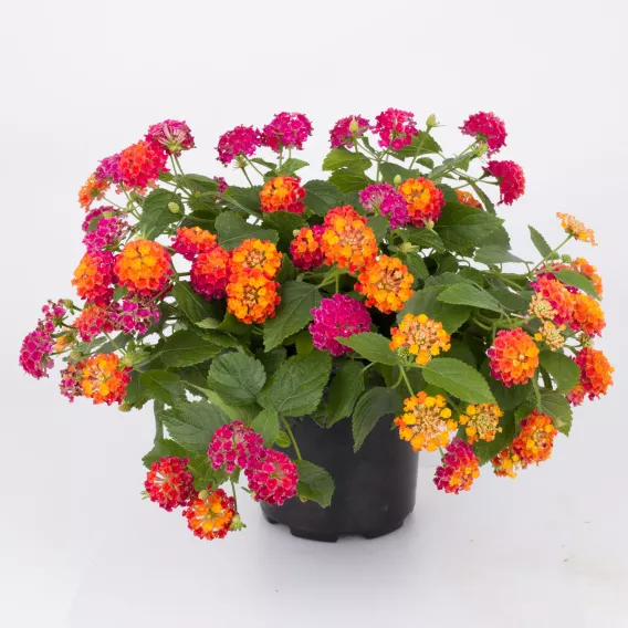Bandana® Cherry Sunrise Lantana | Creekside Champions™ - Image 3