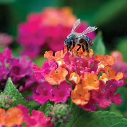 Bandana® Cherry Sunrise Lantana | Creekside Champions™ - Image 4