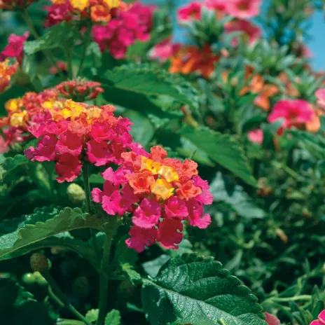 Bandana® Cherry Sunrise Lantana | Creekside Champions™ - Image 5