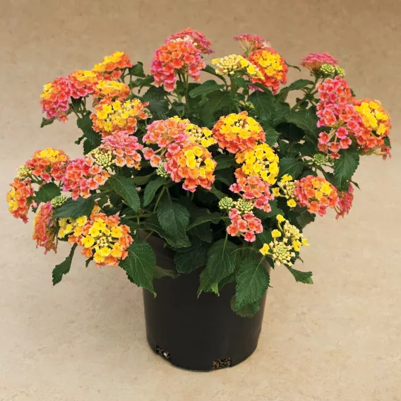 Bandana® Peach Lantana | Creekside Champions™ - Image 3