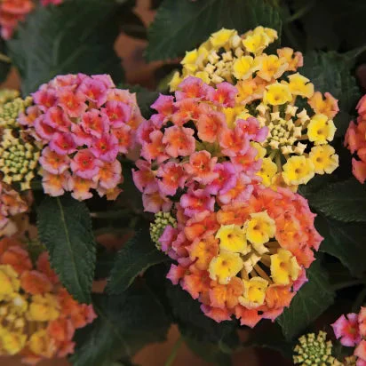 Bandana® Peach Lantana | Creekside Champions™ - Image 4