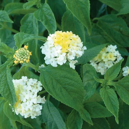 Bandana® White Lantana | Creekside Champions™ - Image 3