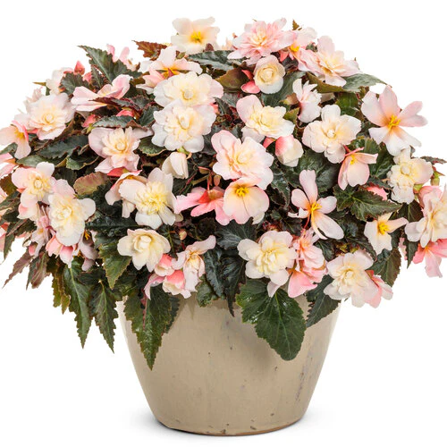 Double Delight® Appleblossom Begonia | Proven Winners® - Image 2