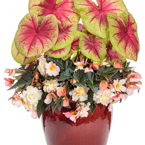 Double Delight® Appleblossom Begonia | Proven Winners® - Image 3