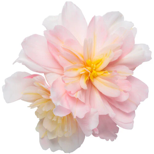 Double Delight® Appleblossom Begonia | Proven Winners® - Image 4