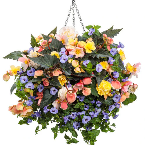 Double Delight® Appleblossom Begonia | Proven Winners® - Image 5
