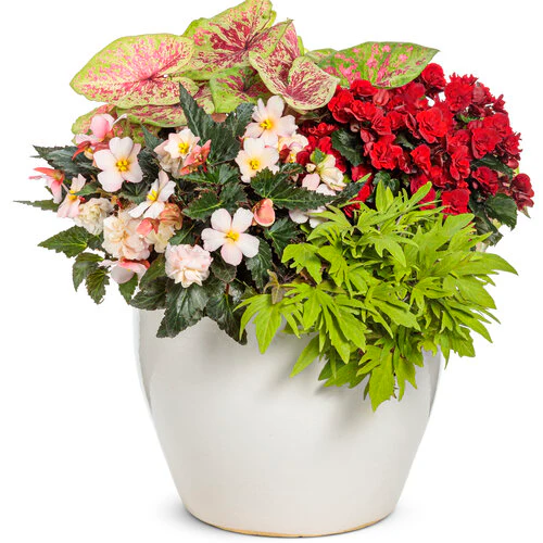 Double Delight® Appleblossom Begonia | Proven Winners® - Image 6