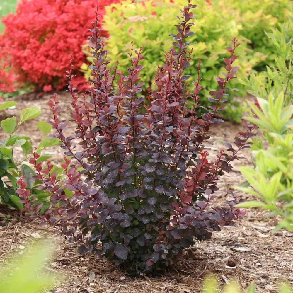 SUNJOY PLUM PILLAR™ Barberry | Proven Winners®