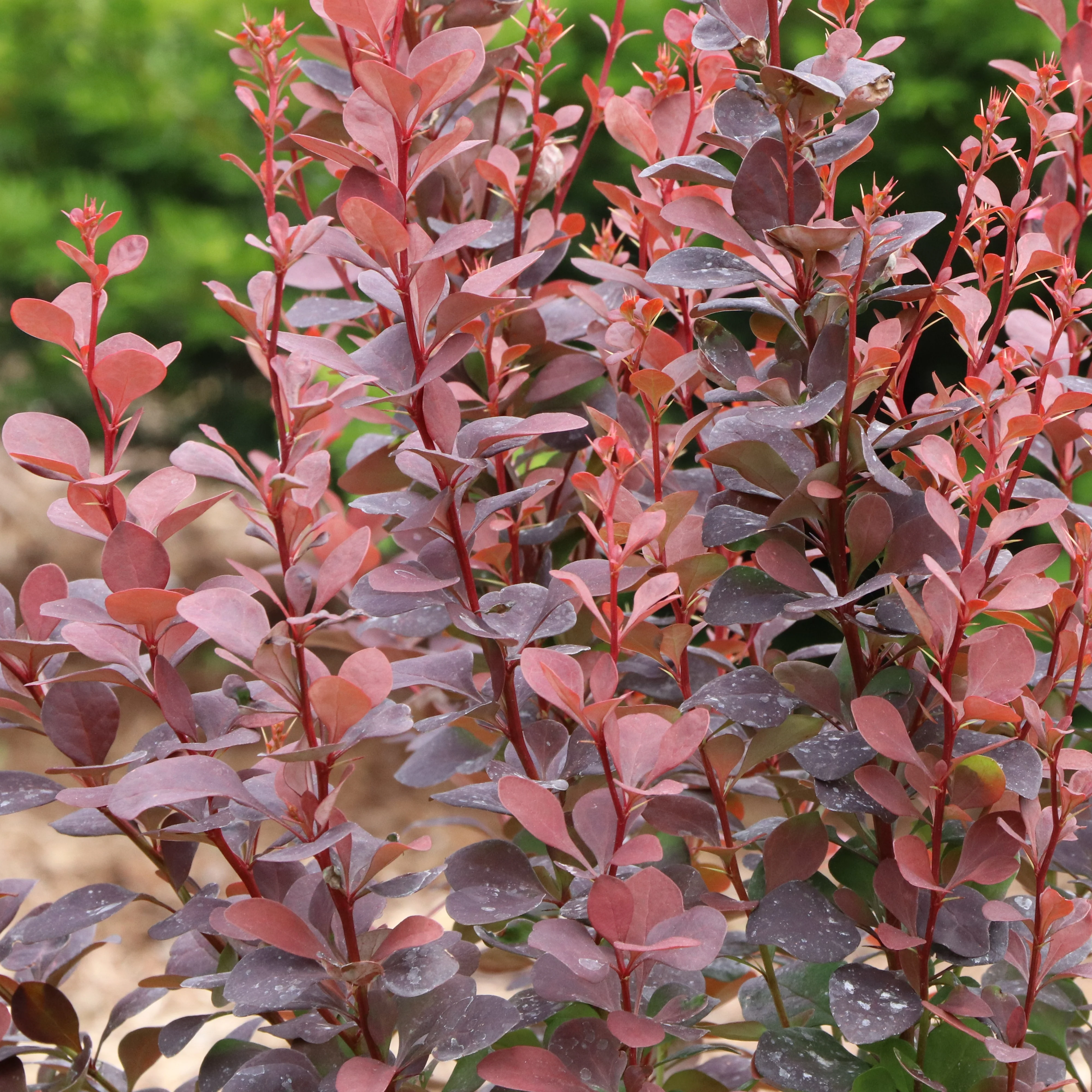SUNJOY PLUM PILLAR™ Barberry | Proven Winners® - Image 2