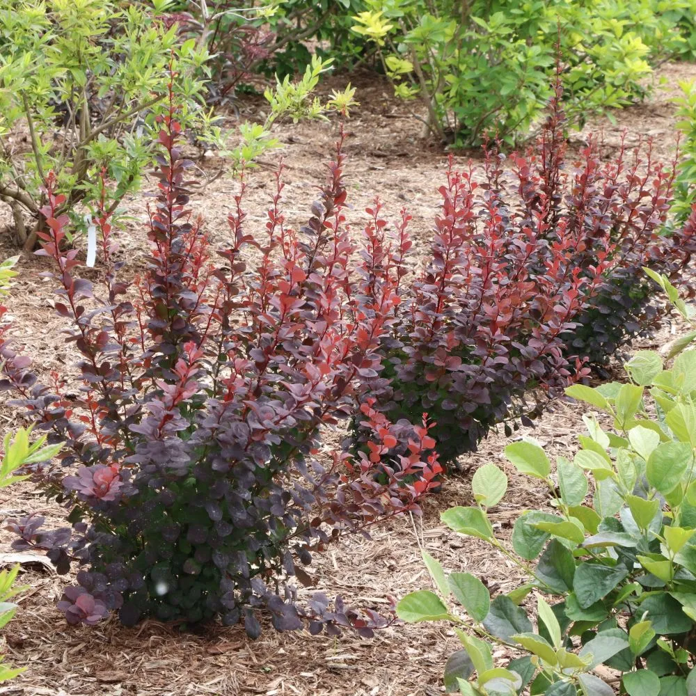 SUNJOY PLUM PILLAR™ Barberry | Proven Winners® - Image 3