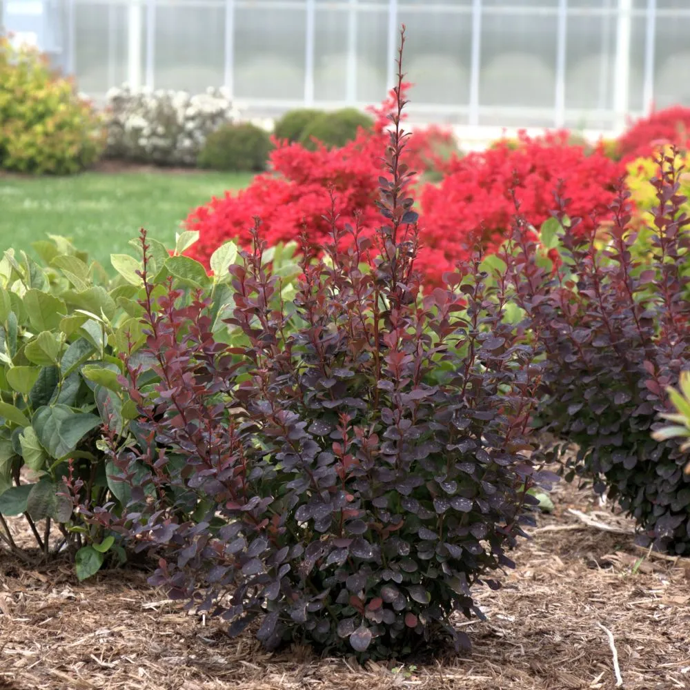SUNJOY PLUM PILLAR™ Barberry | Proven Winners® - Image 4