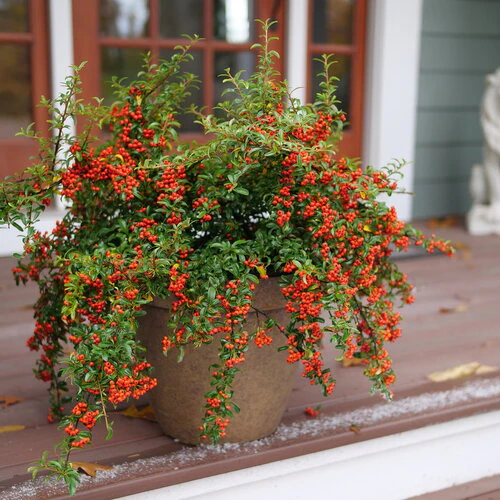 Berry Box® | Proven Winners® - Image 2