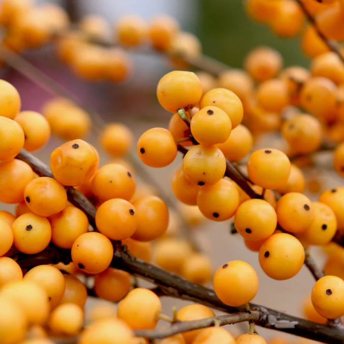 BERRY HEAVY® GOLD Holly - Winterberry