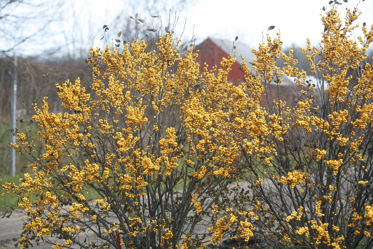 BERRY HEAVY® GOLD Holly - Winterberry - Image 2
