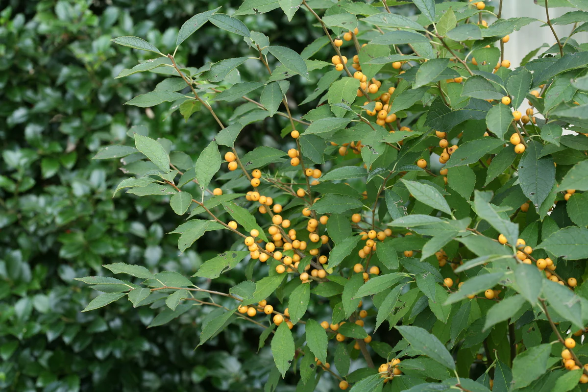 BERRY HEAVY® GOLD Holly - Winterberry - Image 3