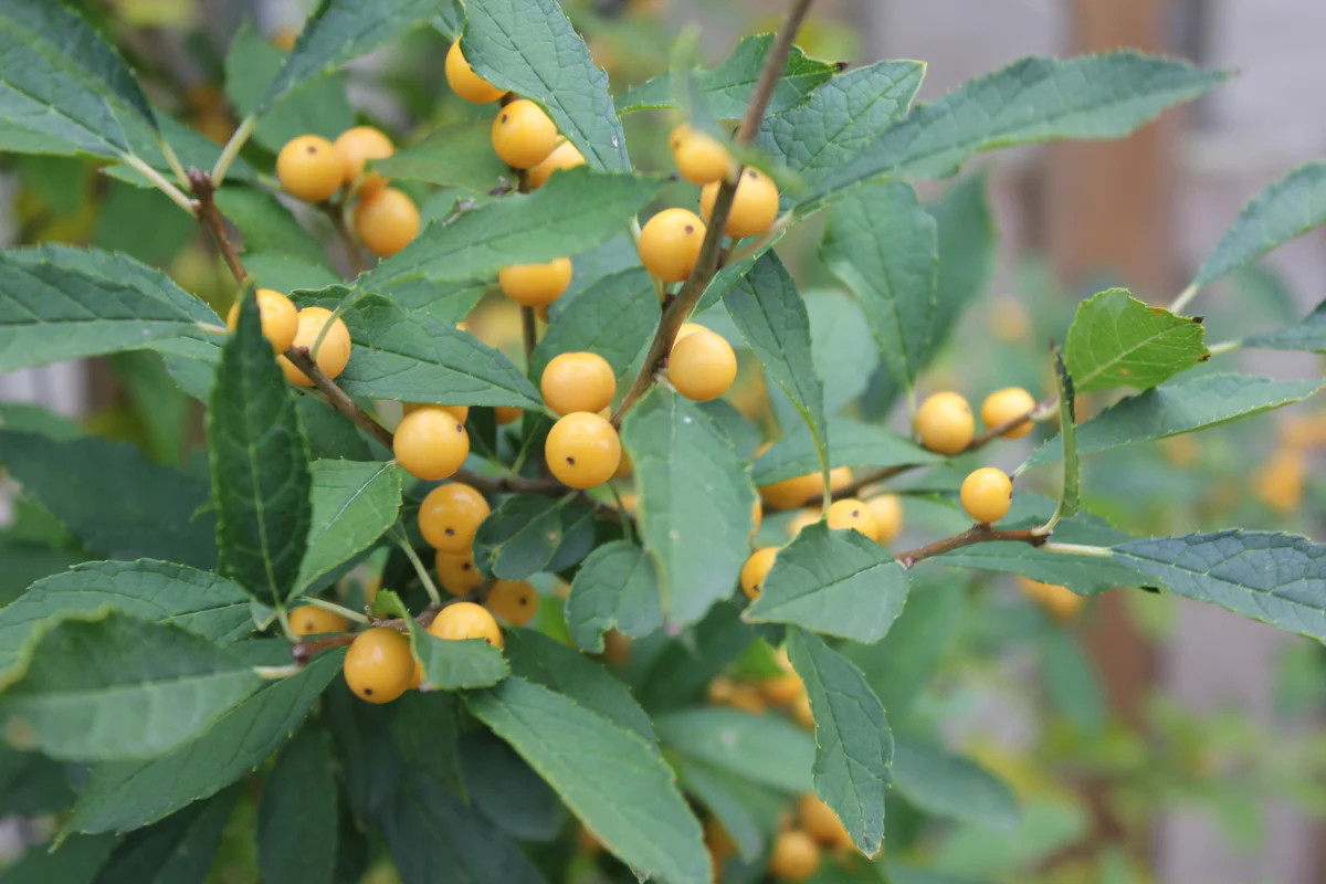 BERRY HEAVY® GOLD Holly - Winterberry - Image 4
