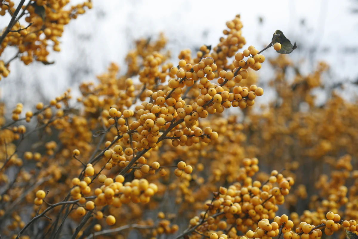 BERRY HEAVY® GOLD Holly - Winterberry - Image 5