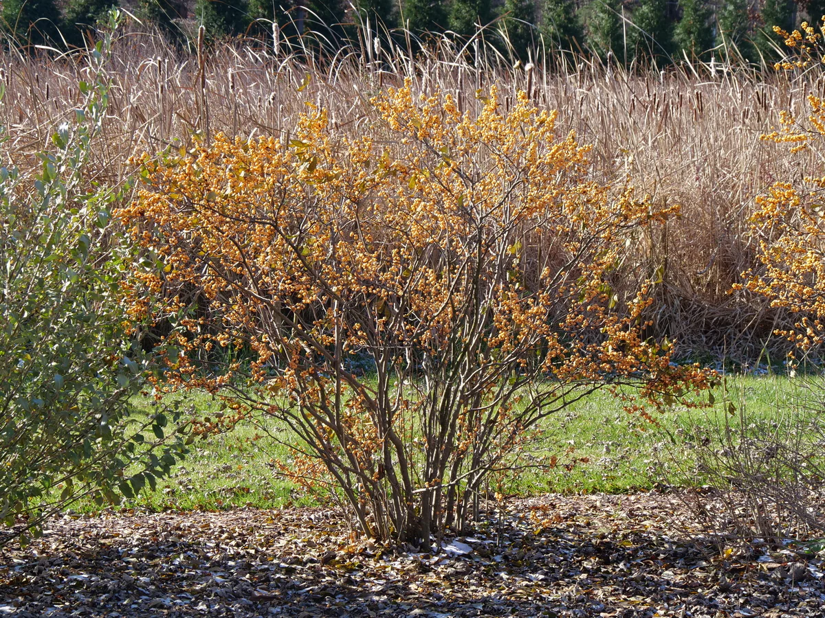 BERRY HEAVY® GOLD Holly - Winterberry - Image 6