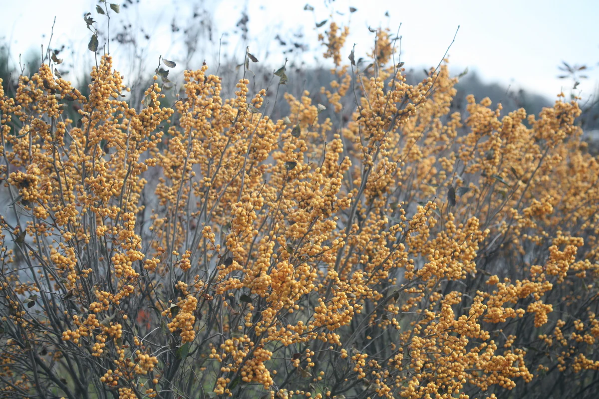 BERRY HEAVY® GOLD Holly - Winterberry - Image 7