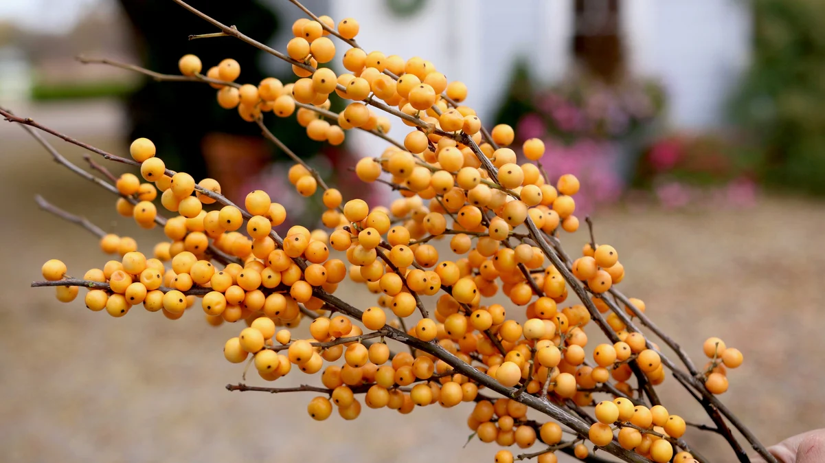 BERRY HEAVY® GOLD Holly - Winterberry - Image 8