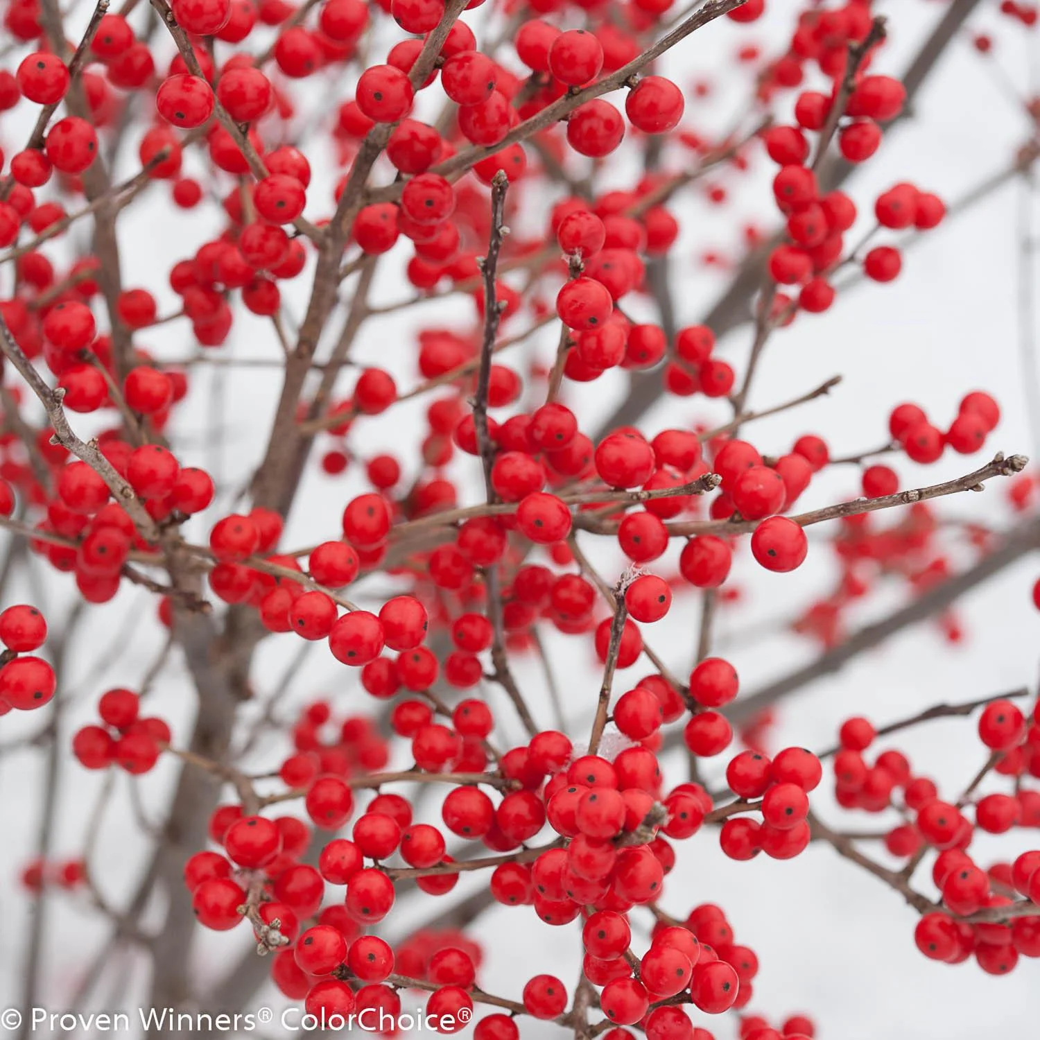 BERRY POPPINS® Holly- Winterberry