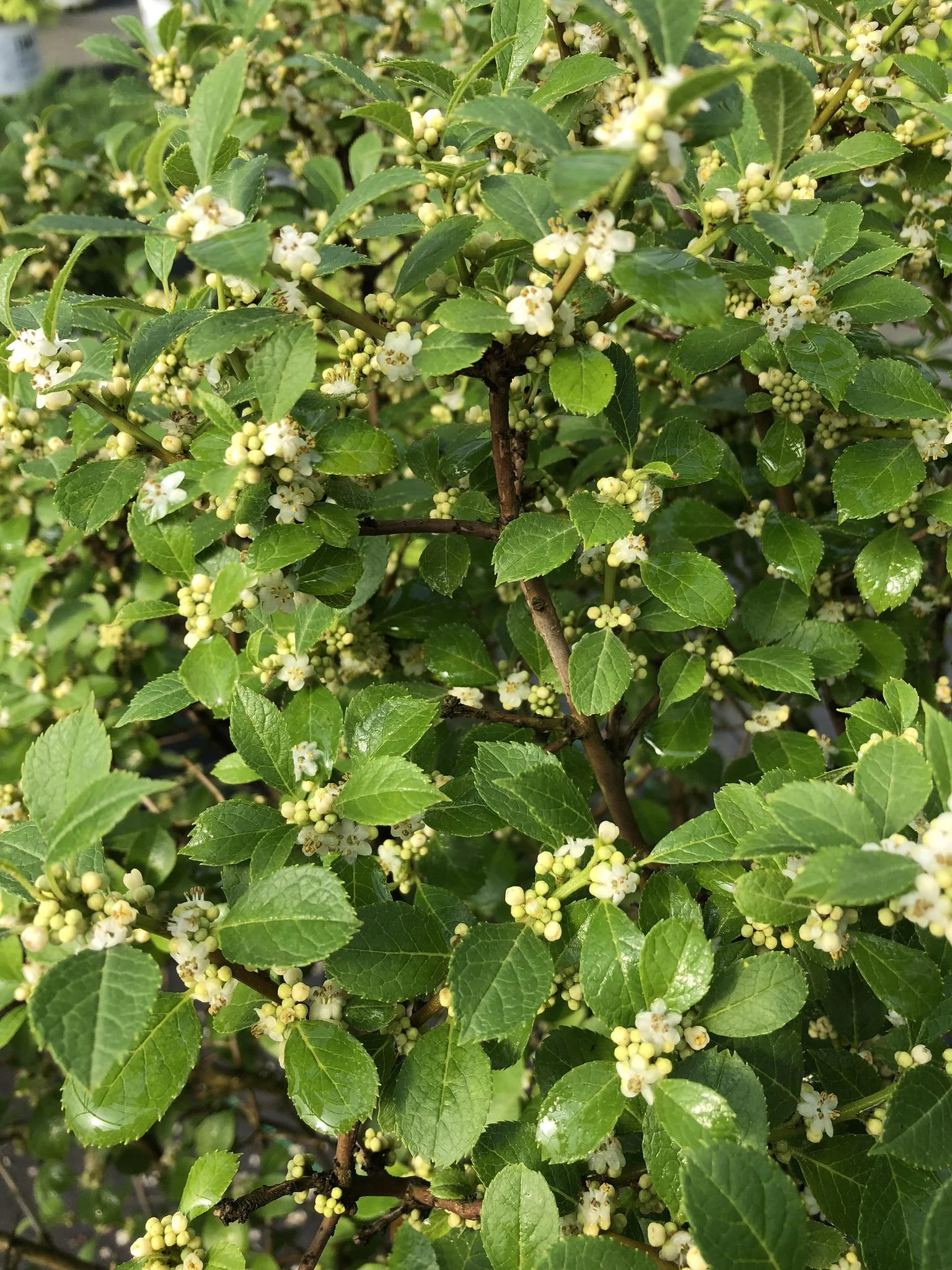 BERRY POPPINS® Holly- Winterberry - Image 2