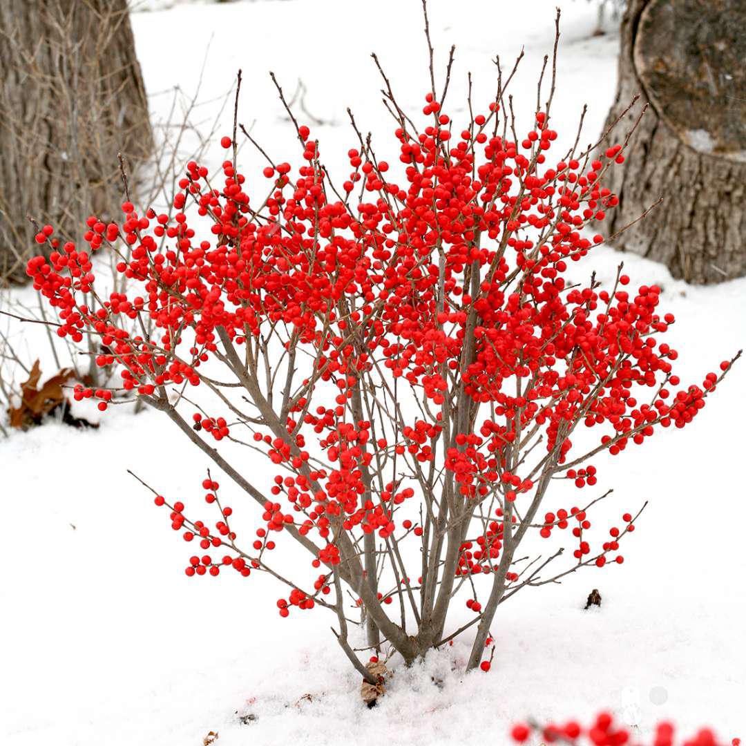 BERRY POPPINS® Holly- Winterberry - Image 3