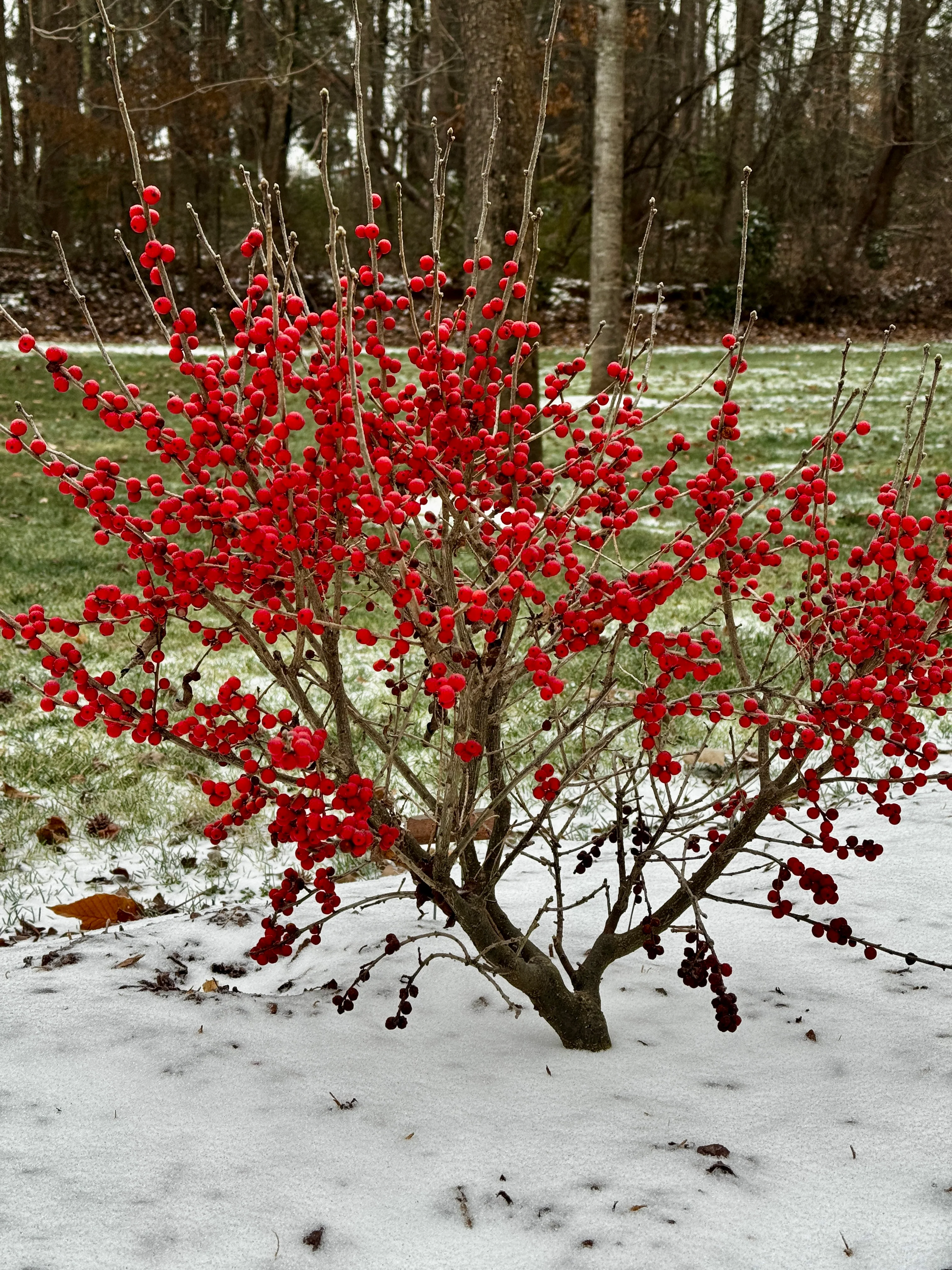 BERRY POPPINS® Holly- Winterberry - Image 4