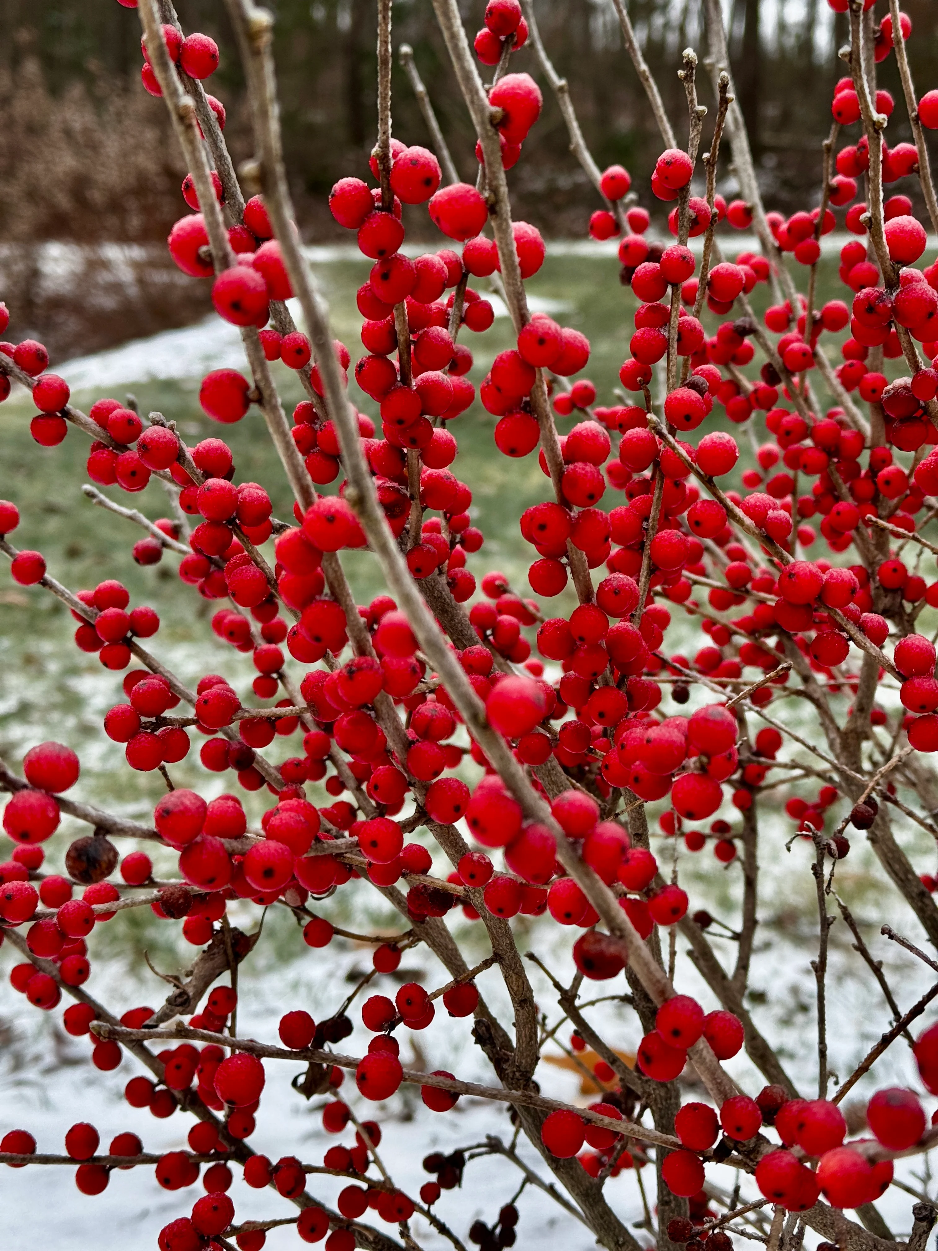 BERRY POPPINS® Holly- Winterberry - Image 5