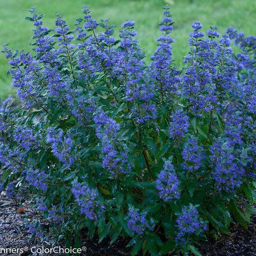 Beyond Midnight® Bluebeard | Proven Winners®