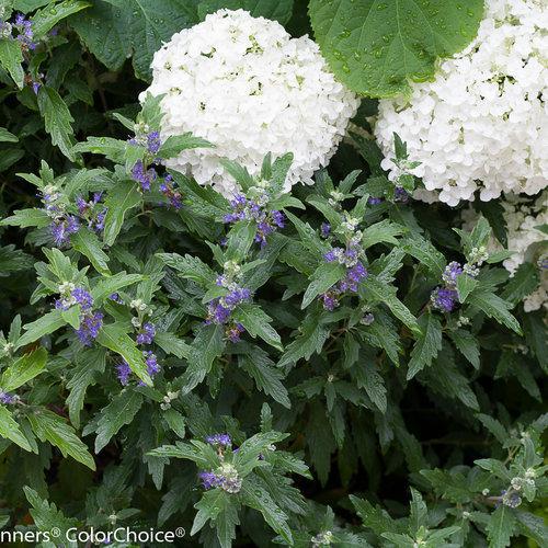 Beyond Midnight® Bluebeard | Proven Winners® - Image 2