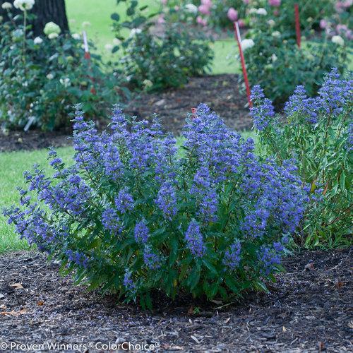 Beyond Midnight® Bluebeard | Proven Winners® - Image 3