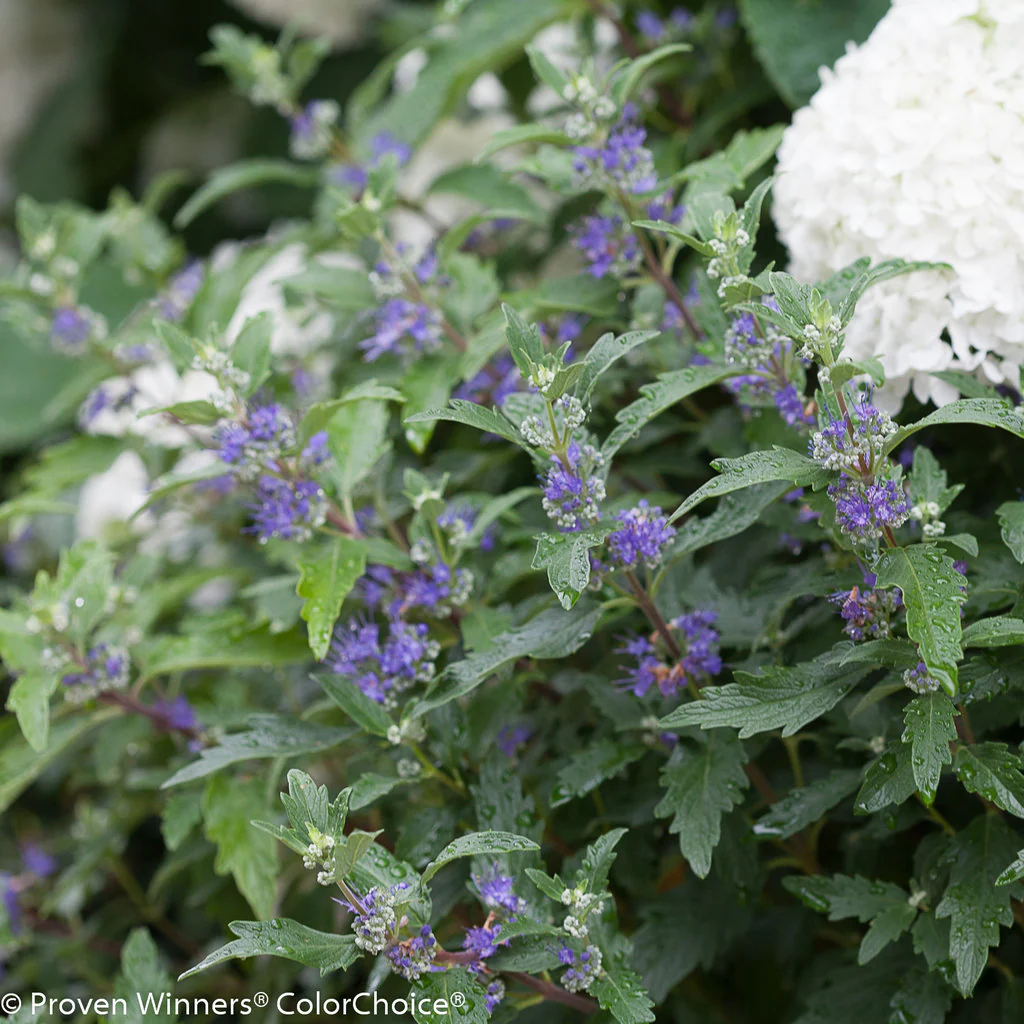 Beyond Midnight® Bluebeard | Proven Winners® - Image 4