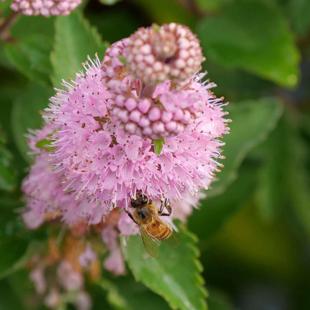 Beyond Pink'd® Bluebeard | Proven Winners® - Image 3