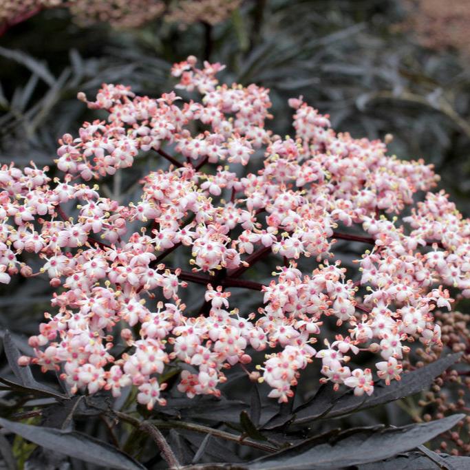 BLACK LACE® Elderberry