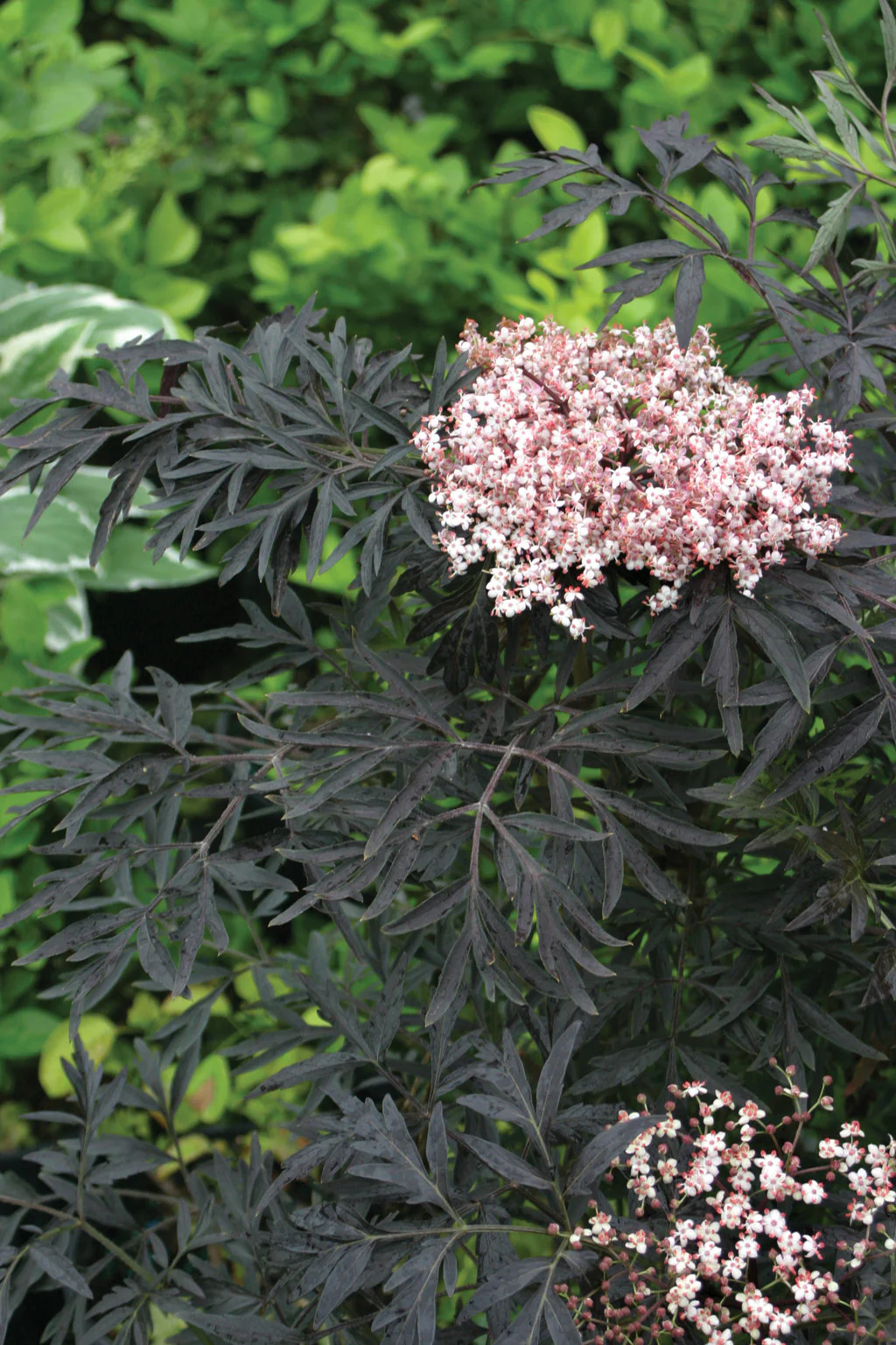 BLACK LACE® Elderberry - Image 2