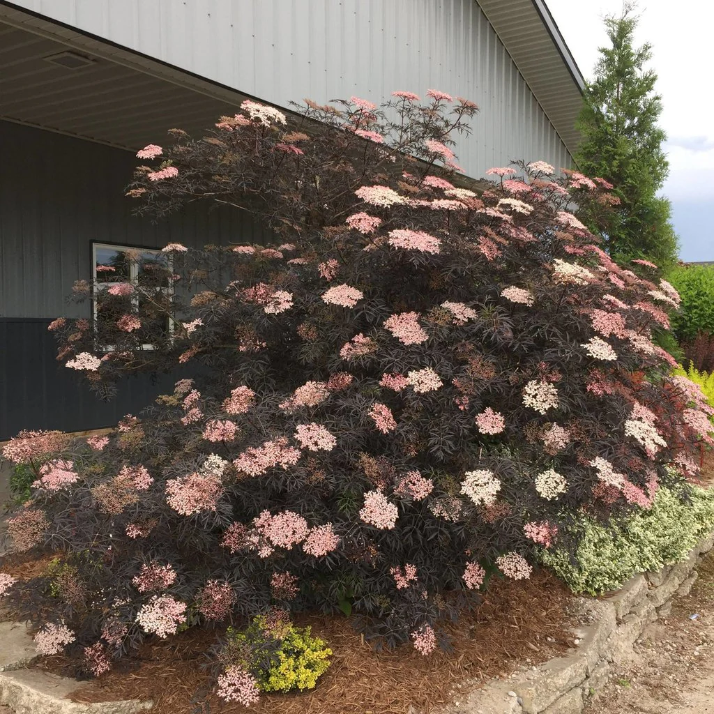 BLACK LACE® Elderberry - Image 3