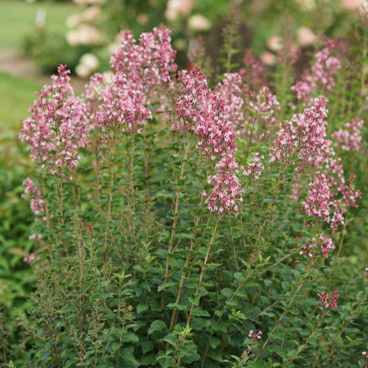 Bloomerang Ballet® Reblooming Lilac | Proven Winners®