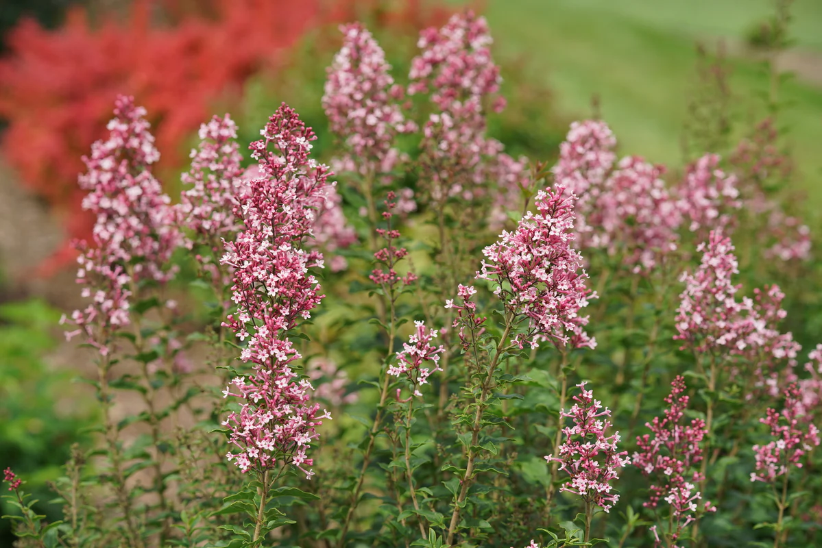 Bloomerang Ballet® Reblooming Lilac | Proven Winners® - Image 2