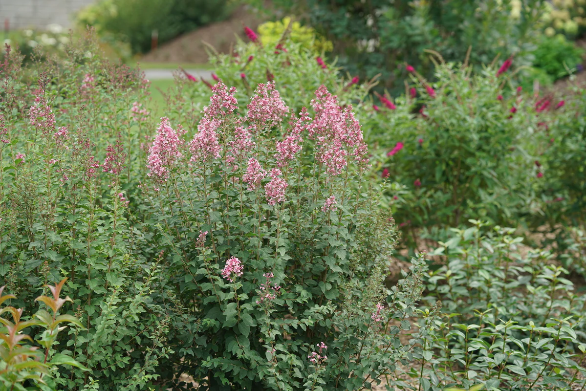 Bloomerang Ballet® Reblooming Lilac | Proven Winners® - Image 3