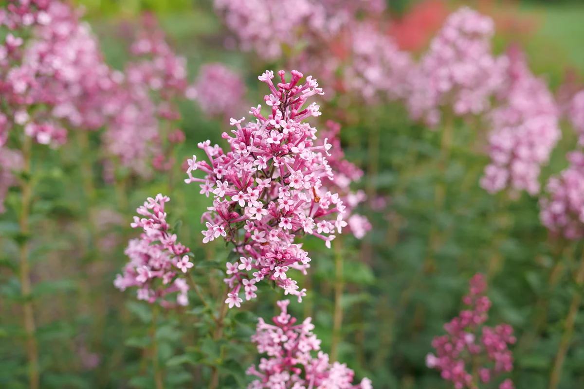 Bloomerang Ballet® Reblooming Lilac | Proven Winners® - Image 4
