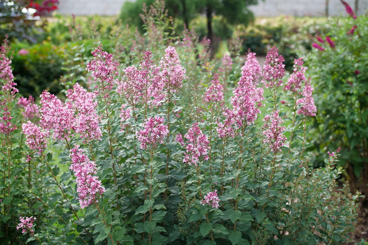 Bloomerang Ballet® Reblooming Lilac | Proven Winners® - Image 5