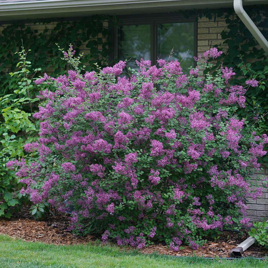 Bloomerang® Dark Purple Reblooming Lilac | Proven Winners®