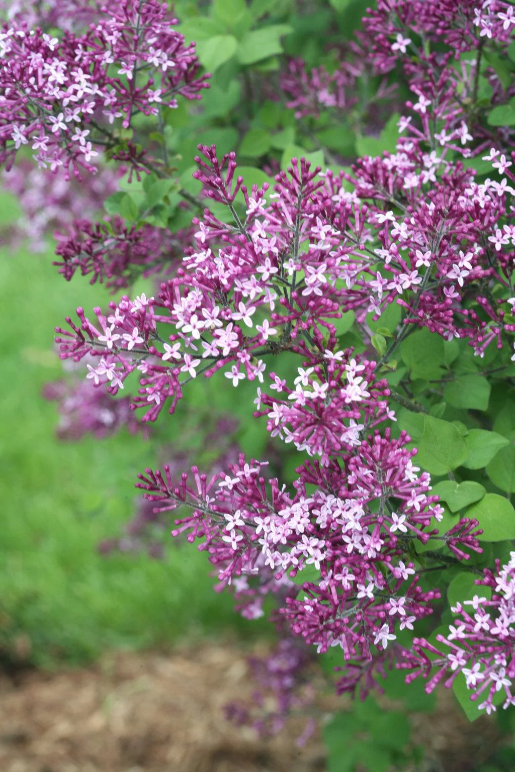 Bloomerang® Dark Purple Reblooming Lilac | Proven Winners® - Image 2