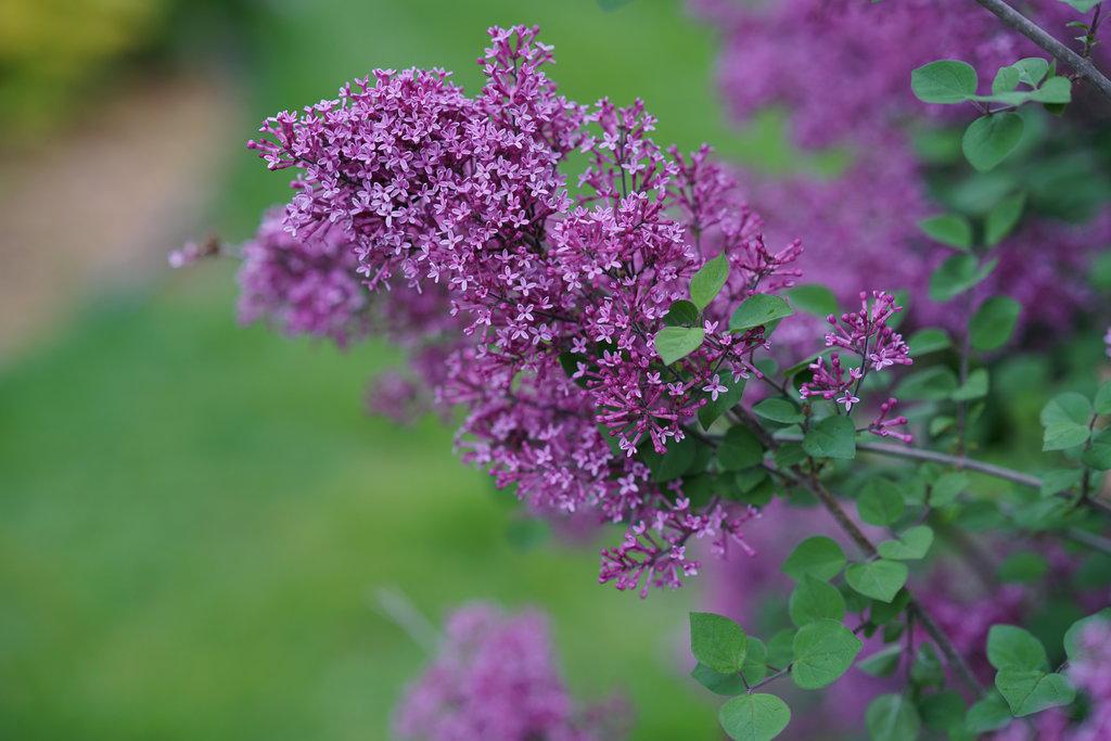 Bloomerang® Dark Purple Reblooming Lilac | Proven Winners® - Image 3
