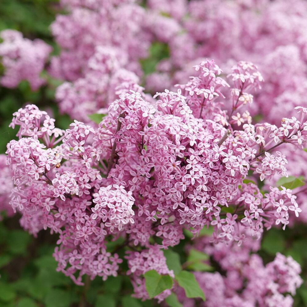 Bloomerang Purpink® Reblooming Lilac | Proven Winners®